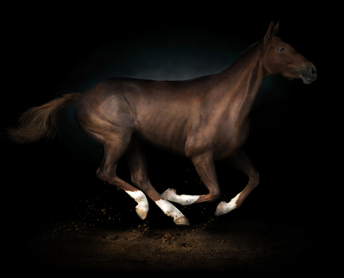 Cavallo 2